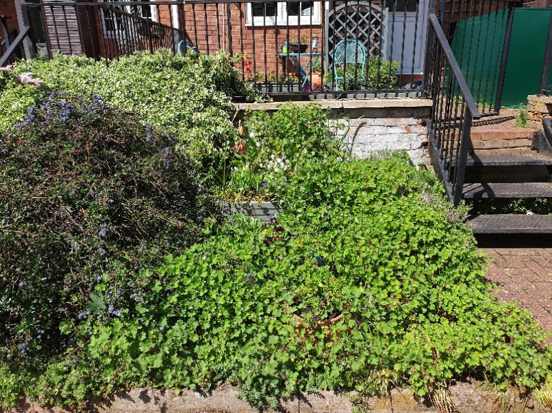 Remove or keep weeds