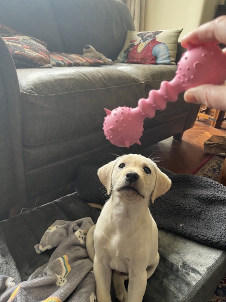 Help me prepare for a new puppy (golden retriever)