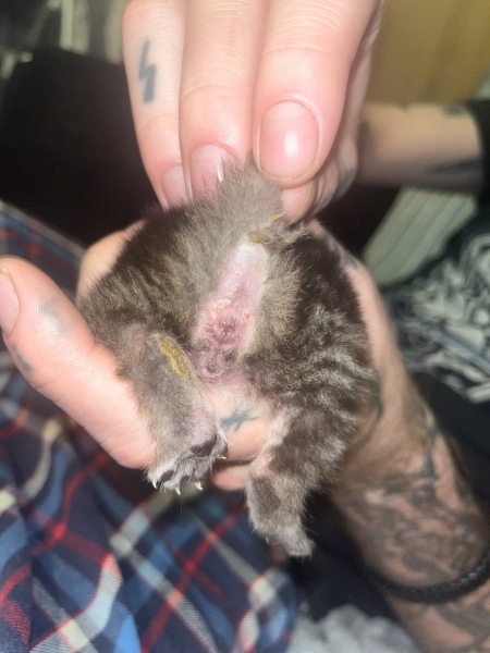 Please help me to sex my kittens 🐱 