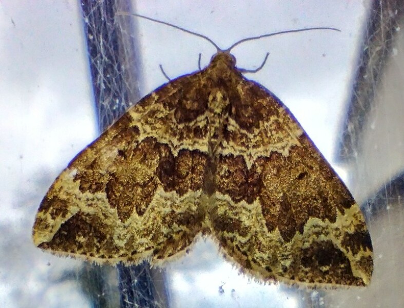 To want to kill moths
