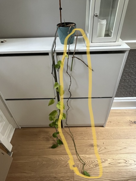 What to do with this stalk of plant 
