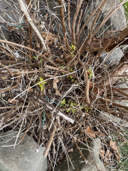 If my fuschias haven't sprouted by now..