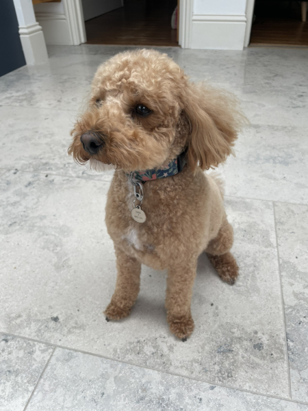Where are all the poodles?