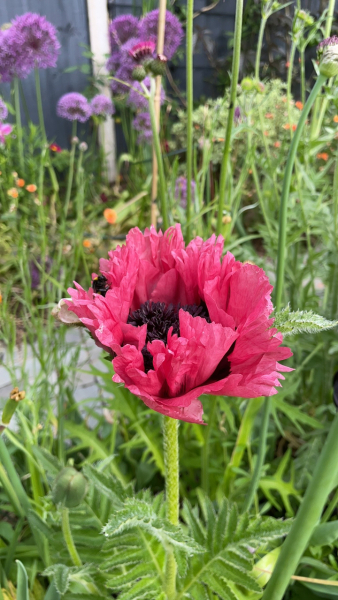 Happy Bee 🐝 day! Share your bee pictures 