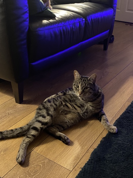 Why are cats such dicks?