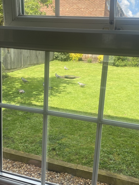 I have a pigeon nesting just outside my sitting room window and she is so cute