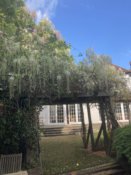 After SEVEN years my wisteria has finally burst into bloom