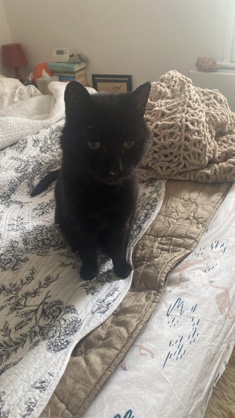 Devastated. My baby boy is being PTS tomorrow 