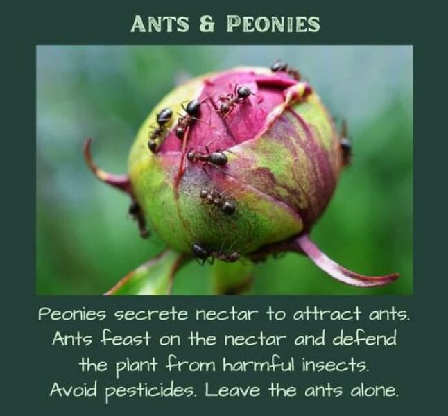 Red ants in garden HELP