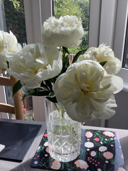 Have your peonies sprouted yet?