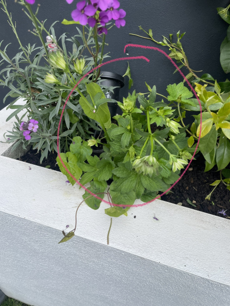 Complete Dunce - Weeds or Plants?