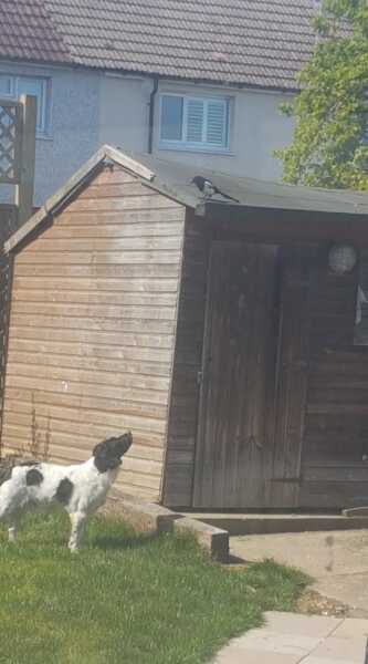To think if you don't like my dogs barking at you get the hell off my drive