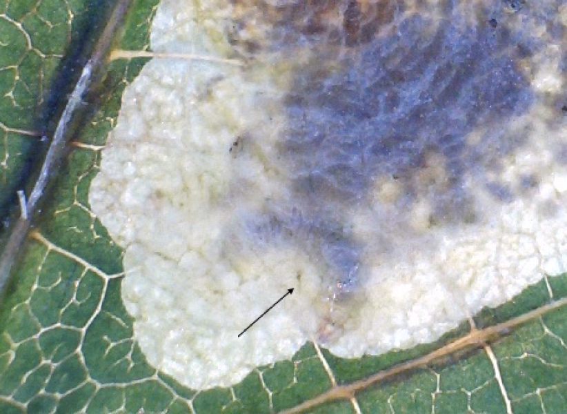 Thread 7 - TalkLair: “In fact it’s an oblate spheroid”