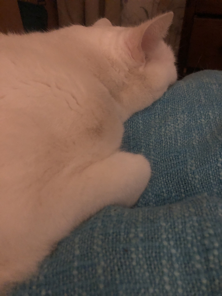 Where do your cats sleep?