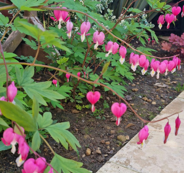 Shade-loving plants 