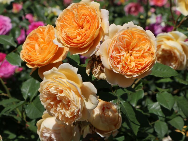 Orange rose - scented but blooms not too big 