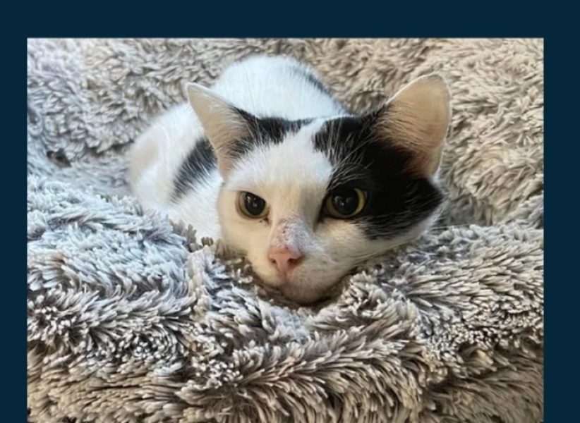 Tips for 1st time cat slave - bringing home adoptive cat tomorrow 