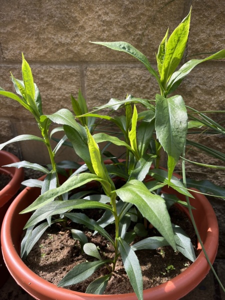 What is this plant?