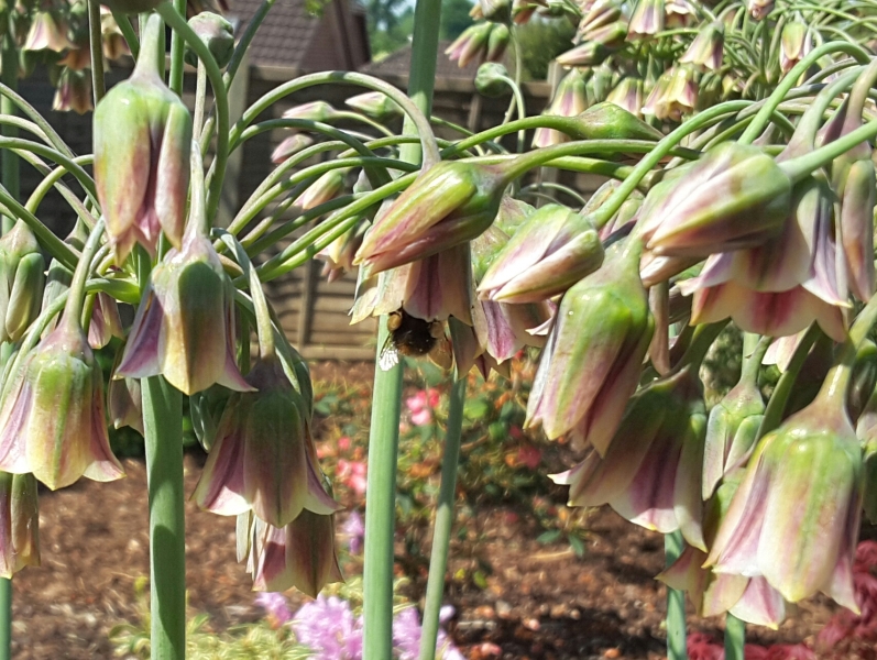 Happy Bee 🐝 day! Share your bee pictures 