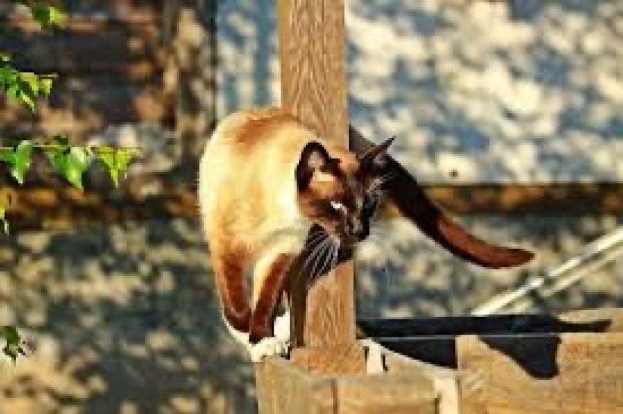Help me choose a cat