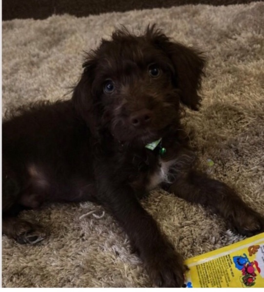 Puppy