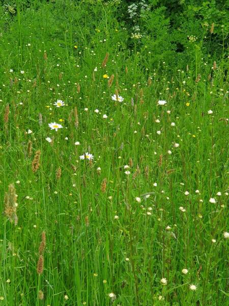 Are you doing 'no mow may' ?