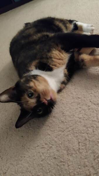 Let's have a happy thread. Show me your kitties.