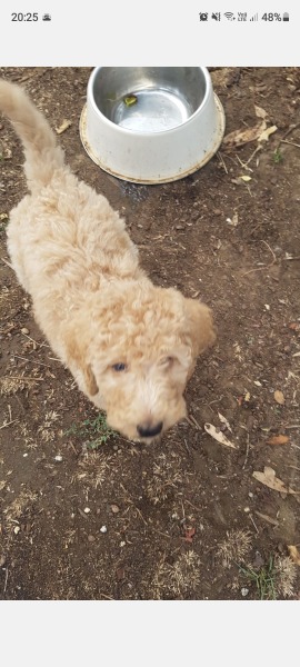 Regret getting puppy - 6 days in