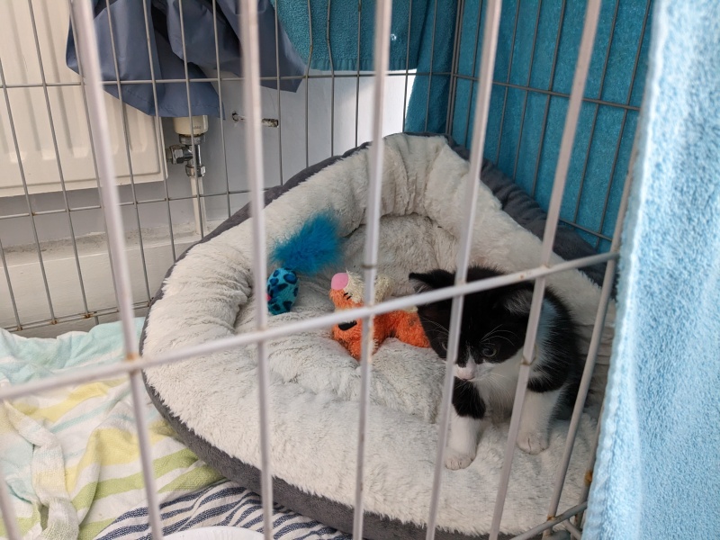New kitten! 