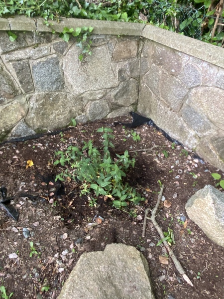 Is my hypericum done for? 