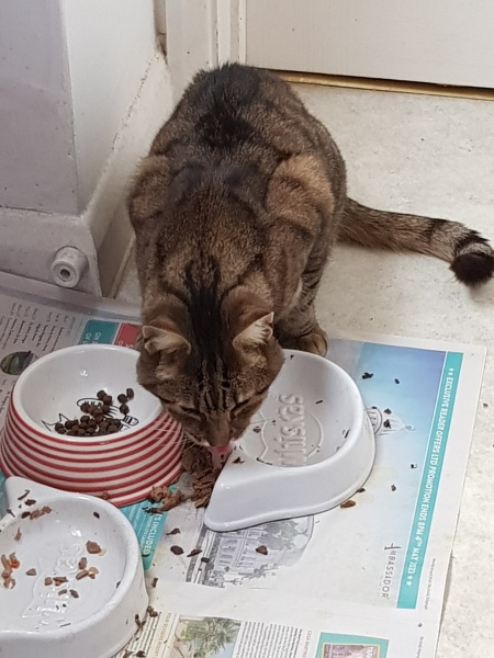 Thug cat part 5 - For he will not do destruction, if he is well-fed, neither will he spit without provocation.
