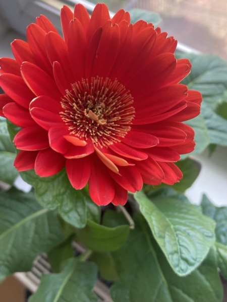 What plant have I inherited?