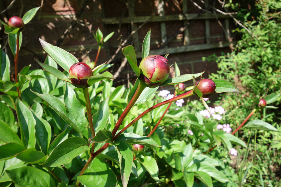 Have your peonies sprouted yet?