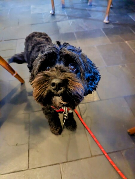 Any Cavapoo owners? Care to share your wisdom?