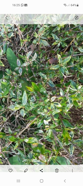 Another plant ID one