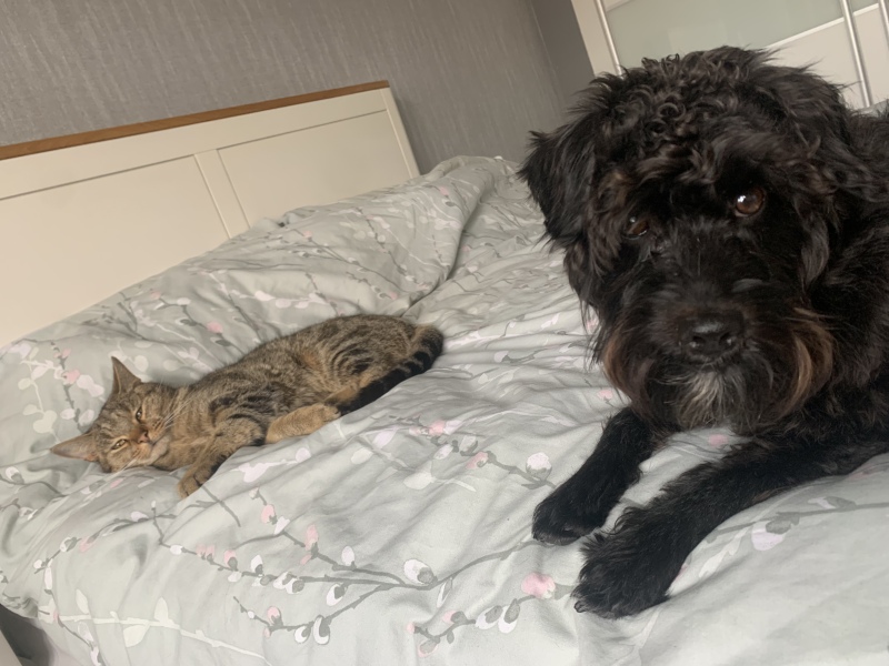 Regret getting puppy - 6 days in