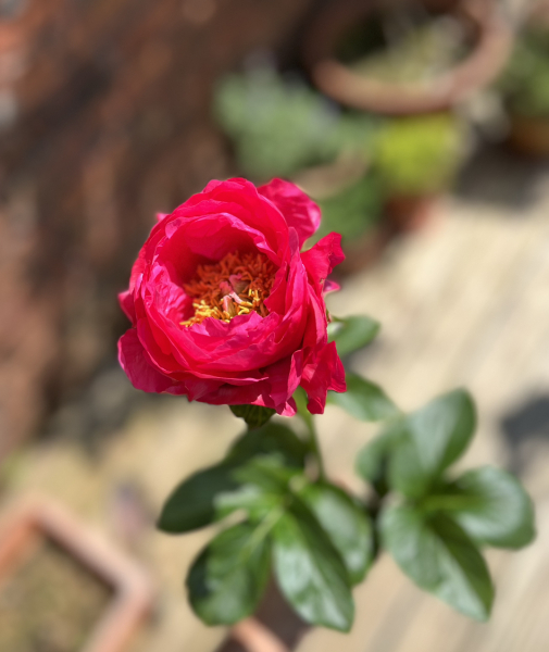 Have your peonies sprouted yet?