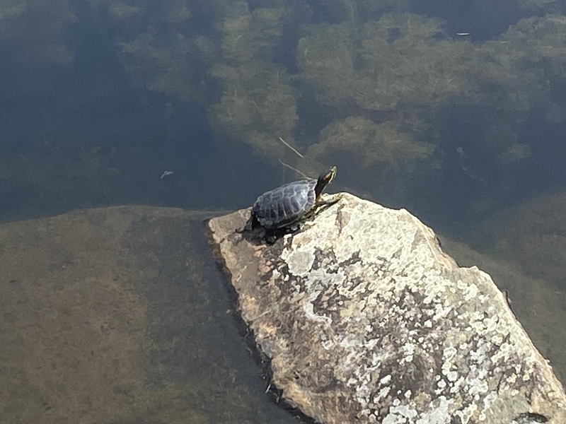 Come and tell me your dull and unexciting news 25: Calmly through the day 