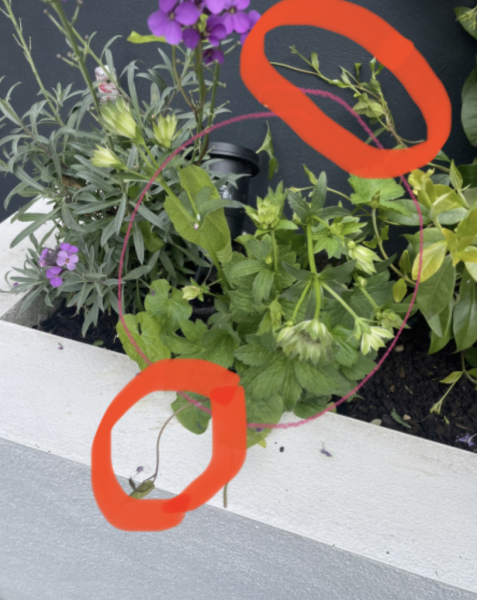 Complete Dunce - Weeds or Plants?