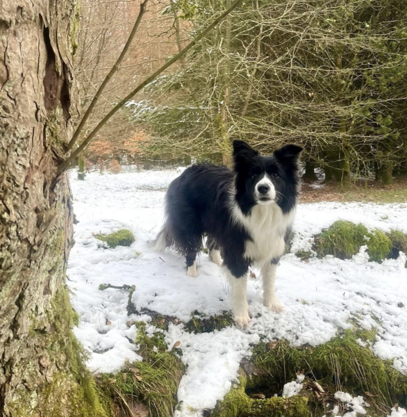 Another wil a border collie suit us question