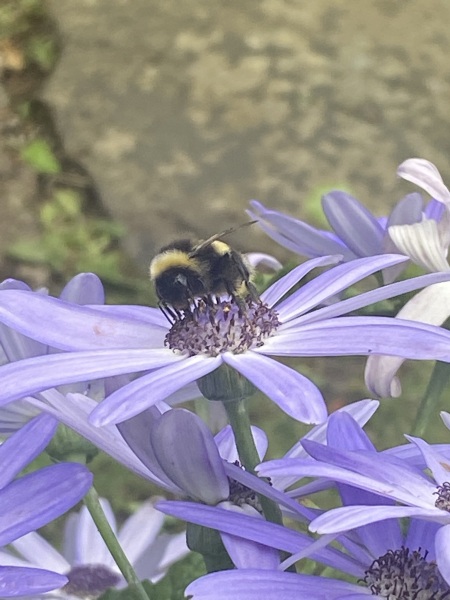 Happy Bee 🐝 day! Share your bee pictures 