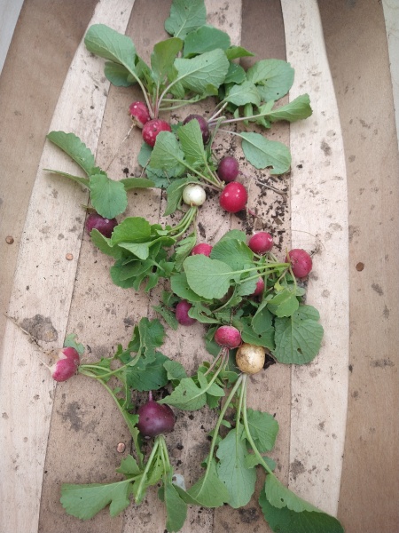 The Vegetable Patch Mark 2