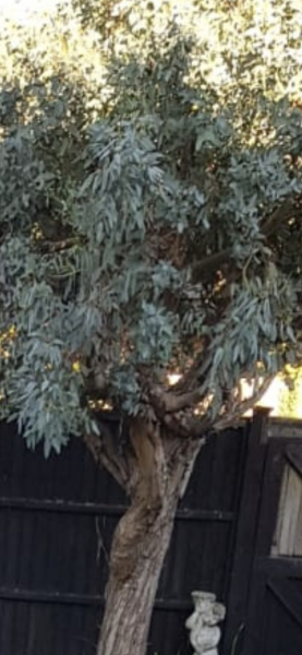Is my eucalyptus tree dead? (Pic included)