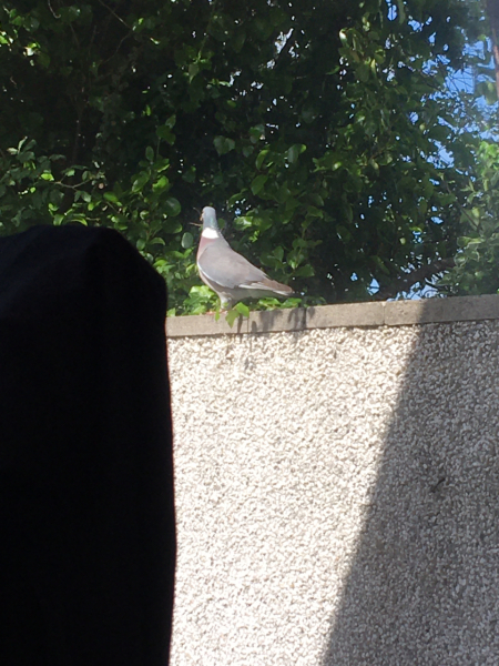I have a pigeon nesting just outside my sitting room window and she is so cute