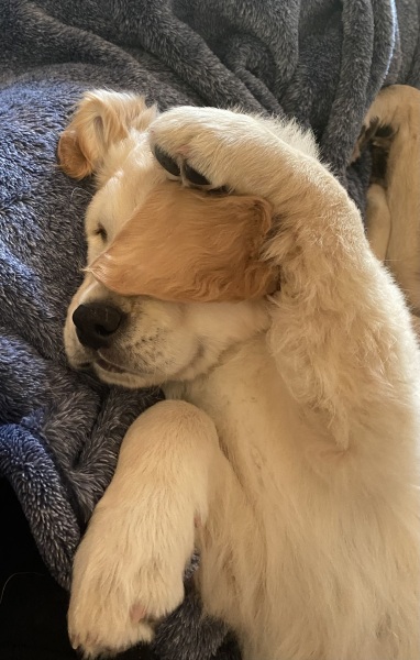New puppy! 