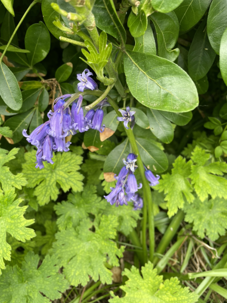 Bluebells - what sort?