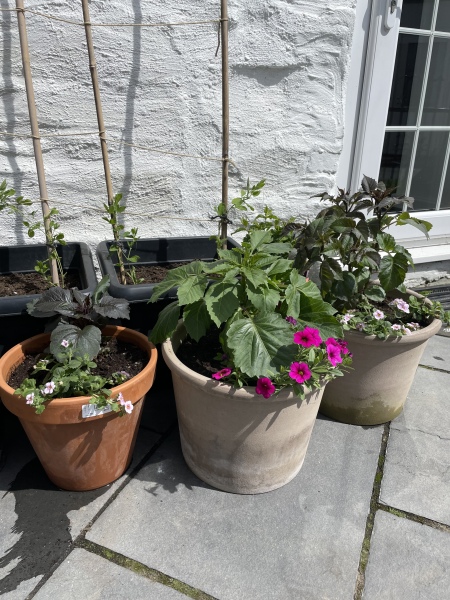 Who’s growing Dahlias this year