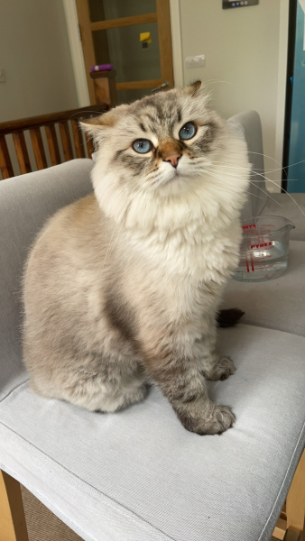 What are rag doll cats like? 