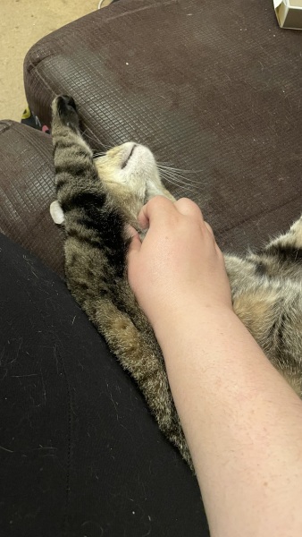 Cats used to be worshiped as Gods...