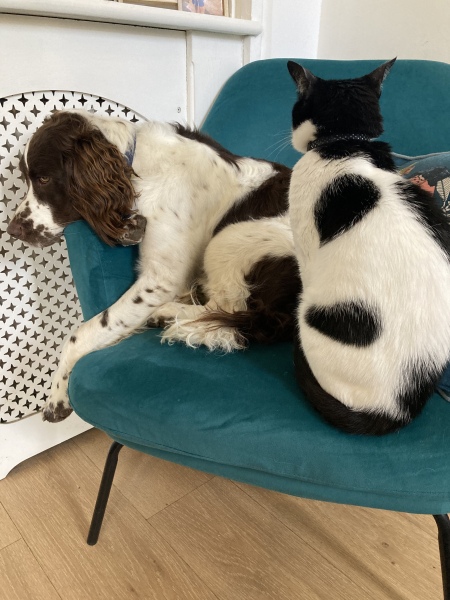 Regret getting puppy - 6 days in